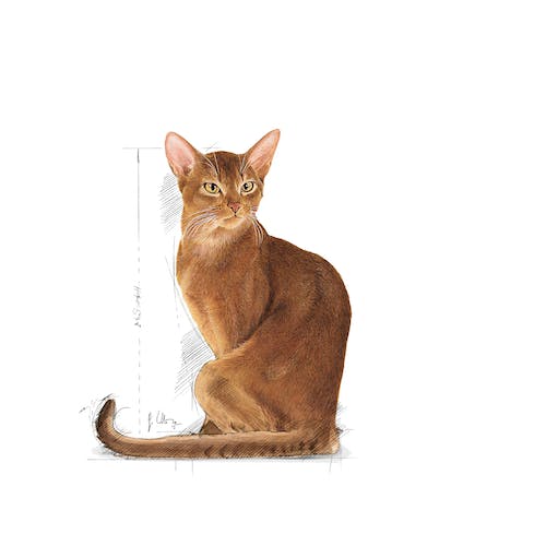 Royal Canin Savour Exigent Adult Very Fussy Cats