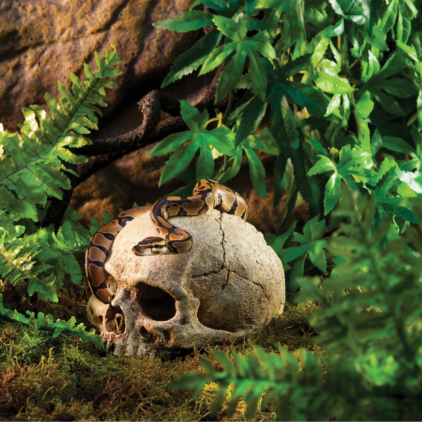 Exo Terra-Reptile Hiding Cave - Primate Skull