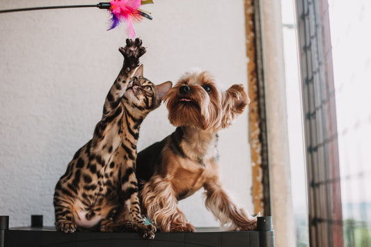 The Best Enrichment Toys for your Pets
