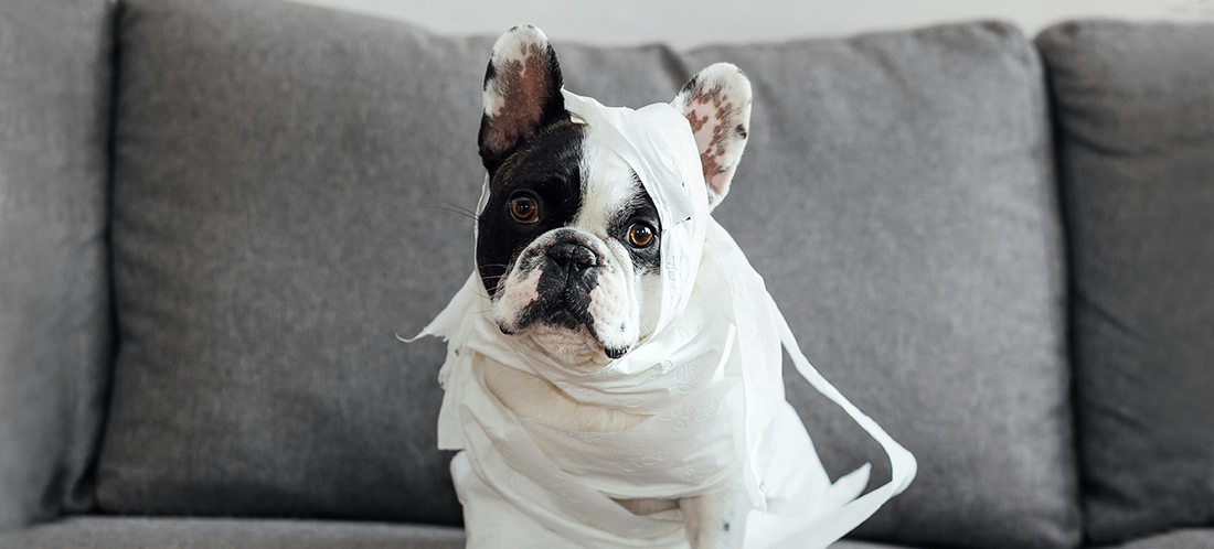 Back to School and Work: Keep Pets Happy at Home