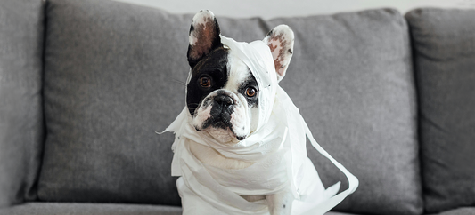 Back to School and Work: Keep Pets Happy at Home