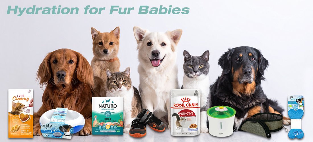 Hydration and Heat Safety for Pets