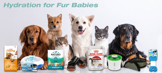 Hydration and Heat Safety for Pets