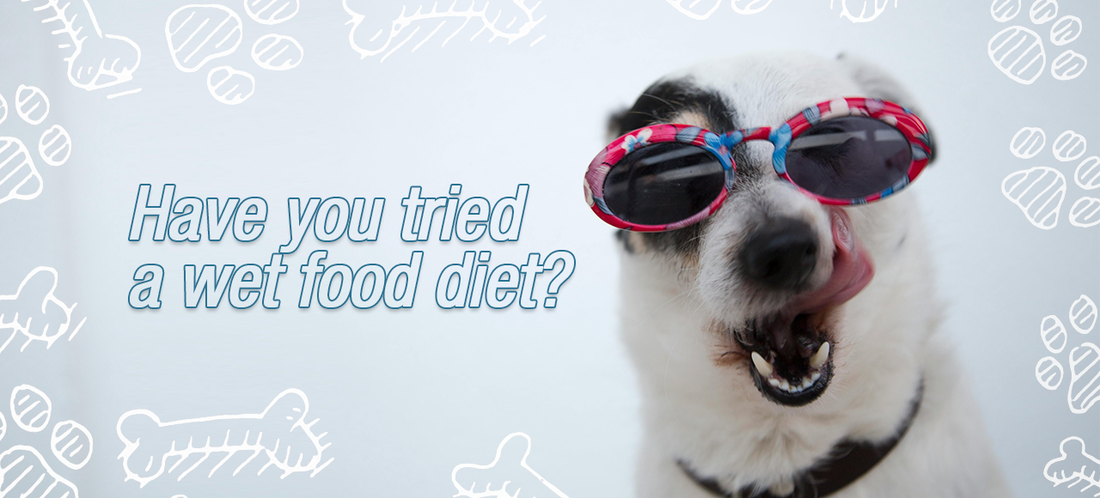 Consider a Wet Food Diet for your Dogs and Cats