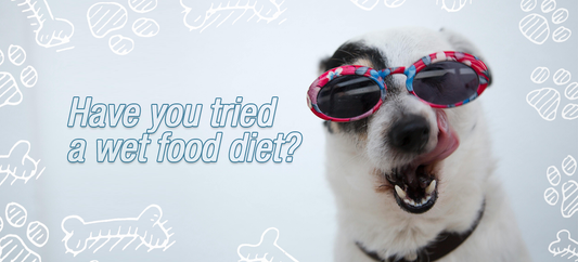Consider a Wet Food Diet for your Dogs and Cats