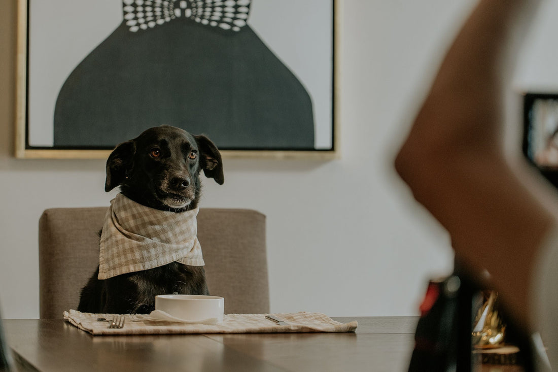 Five questions to ask before feeding your pet