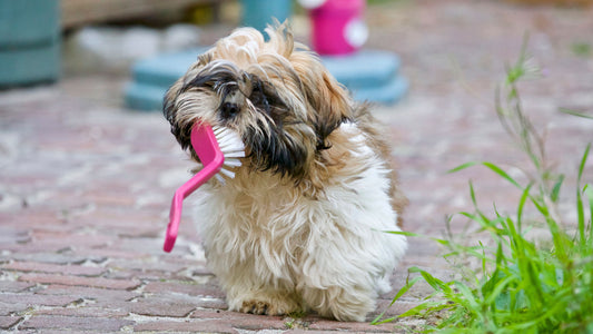 Tips to Help you Groom your Pets