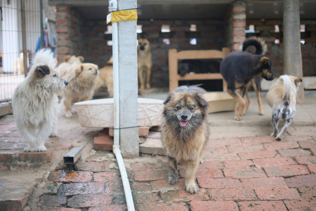 Help Shelter Pets Prepare for Winter