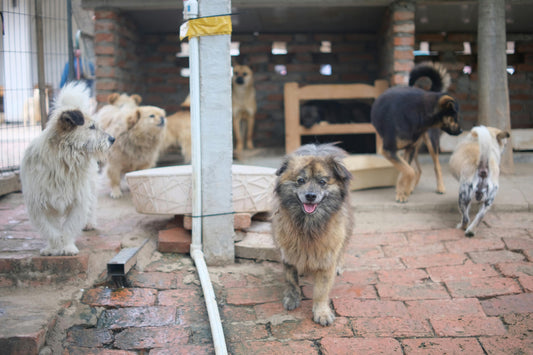 Help Shelter Pets Prepare for Winter