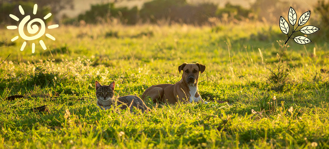 Tips to Manage Tick and Flea Season