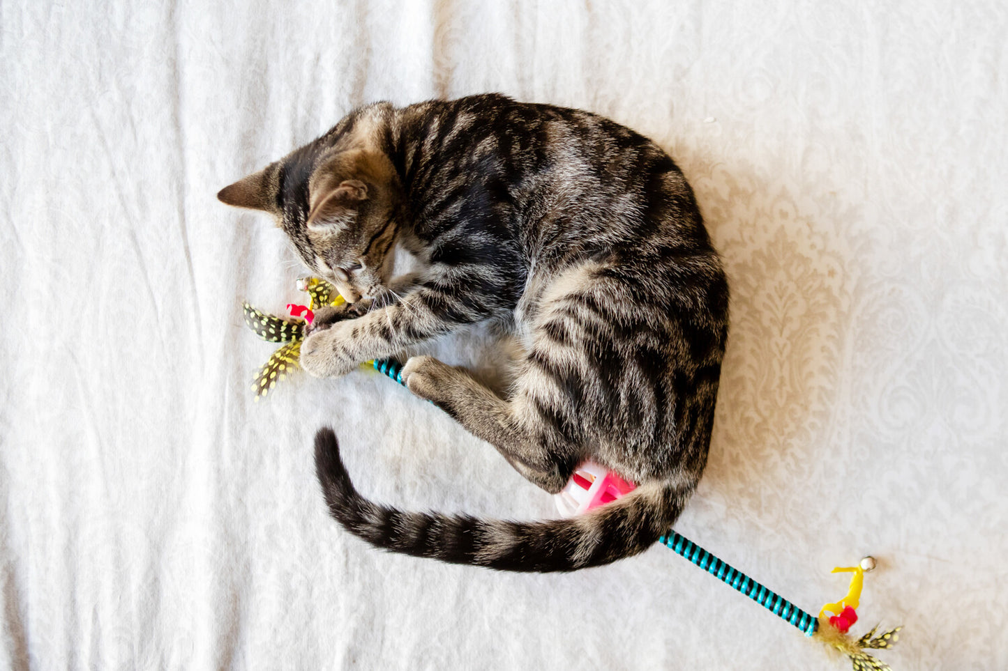 Cat Toy Double Ends Feather Wand (Blue03)