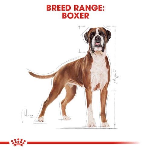 Royal Canin Boxer Adult From 15 Months to Adult & Mature 12Kg