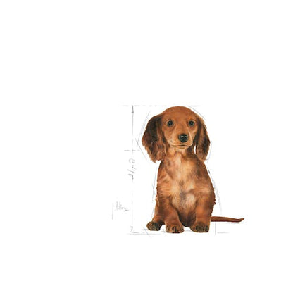 Royal Canin Dachsund Puppy From 2 to 10 Months 1.5Kg