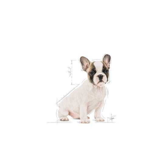 Royal Canin French Bulldog Puppy 3Kg