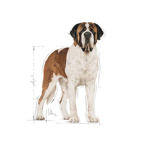 Royal Canin Giant Adult Over 24 Months 15Kg