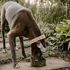 Huntlea - Adventure Water and Food Bowl