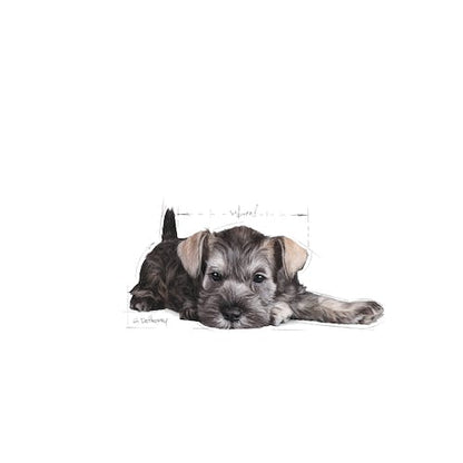 Royal Canin Miniature Schnauzer Puppy 1.5Kg