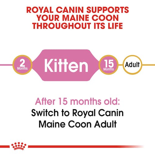 Royal Canin Maine Coon Kittens
