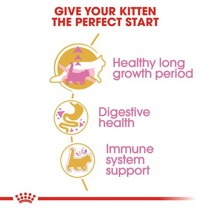 Royal Canin Maine Coon Kittens