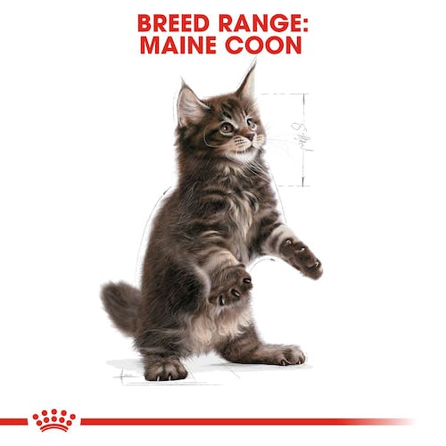 Royal Canin Maine Coon Kittens