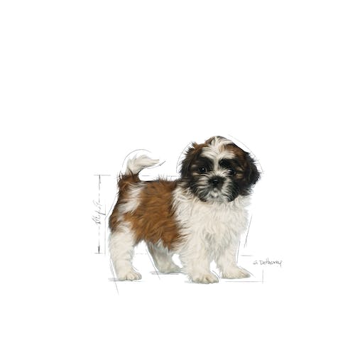 Royal Canin Shih Tzu Puppy From 2 to 10 Months 1.5Kg